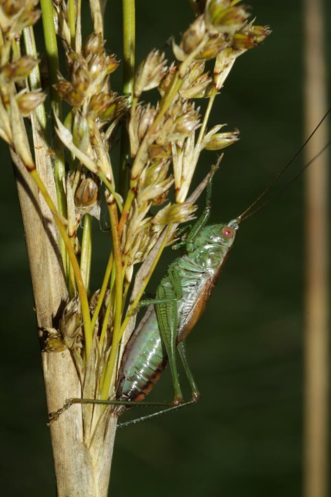 Conocéphale des Roseaux Conocephalus dorsalis (Latreille, 1804)