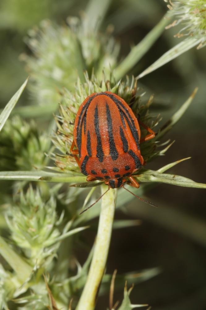 Graphosoma semipunctatum (Fabricius, 1775)