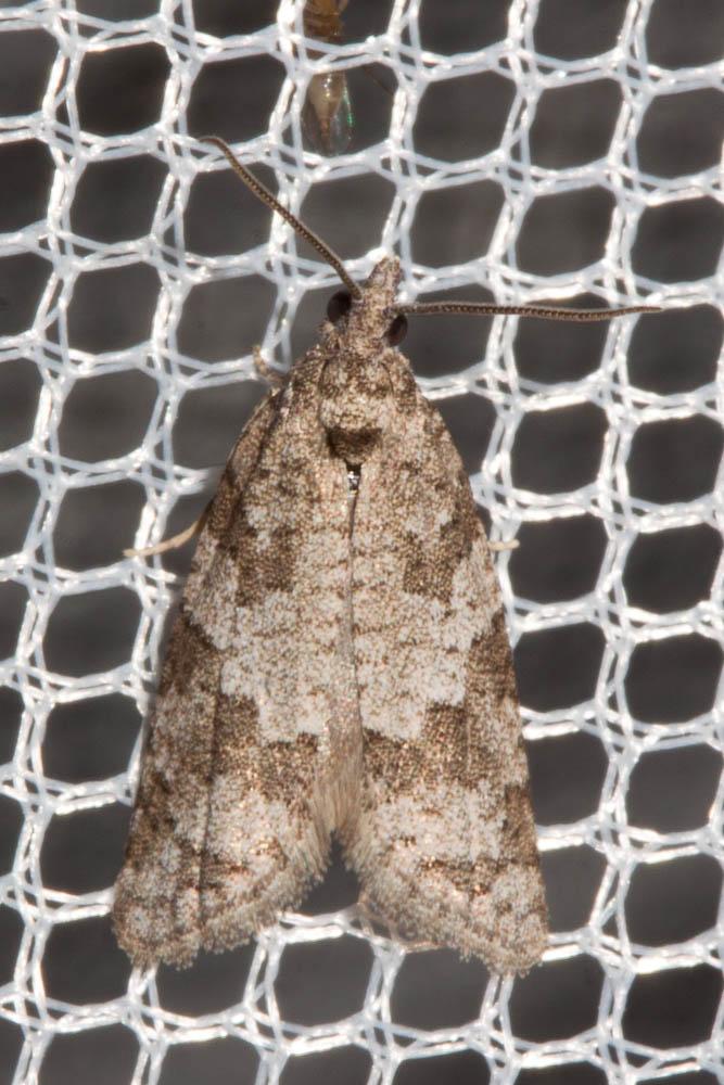 Cnephasia Curtis, 1826