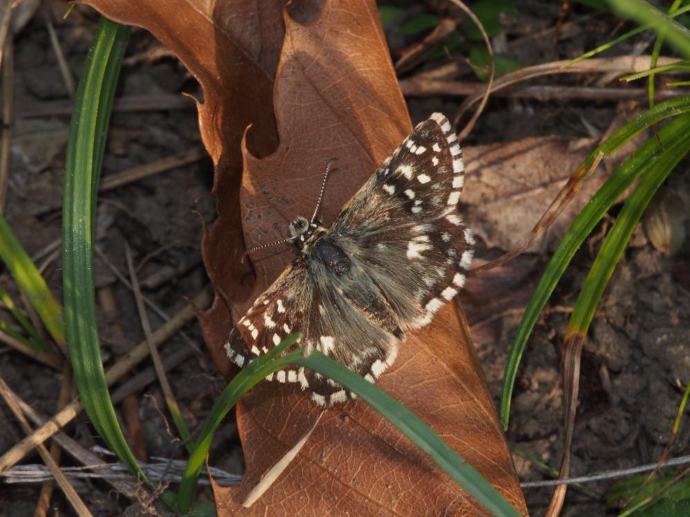  Hesperiidae Latreille, 1809