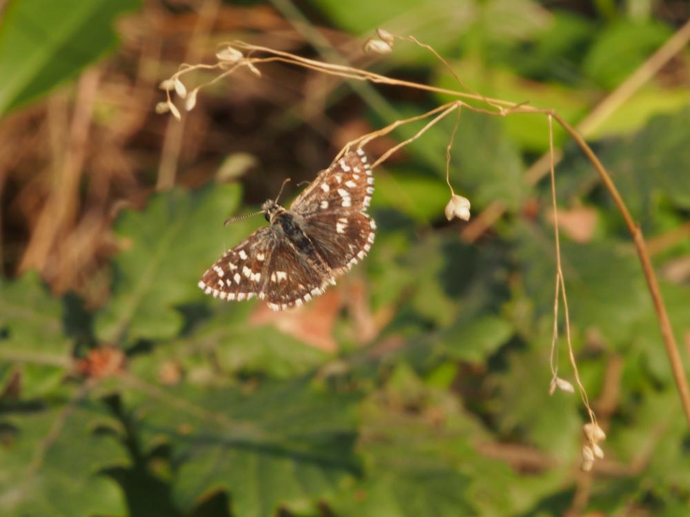  Hesperiidae Latreille, 1809