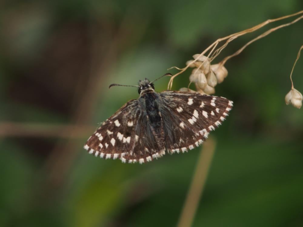  Hesperiidae Latreille, 1809