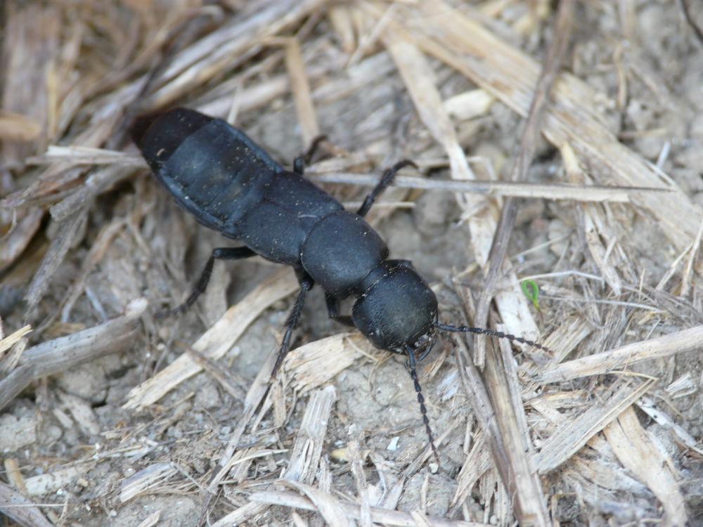 Staphylin odorant Ocypus olens (O.F. Müller, 1764)