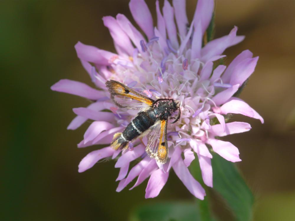 Sésie de l'Oseille (La) Pyropteron chrysidiforme (Esper, 1782)