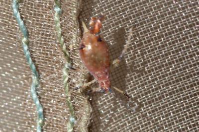  Macrosiphum Passerini, 1860