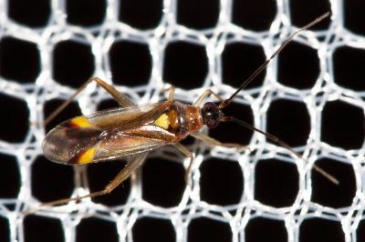  Campyloneura virgula (Herrich-Schäffer, 1835)
