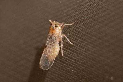  Laodelphax striatellus (Fallén, 1826)