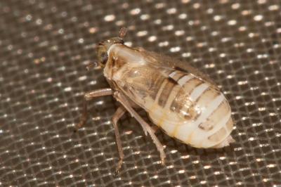  Laodelphax striatellus (Fallén, 1826)