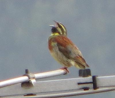 Bruant zizi Emberiza cirlus Linnaeus, 1758