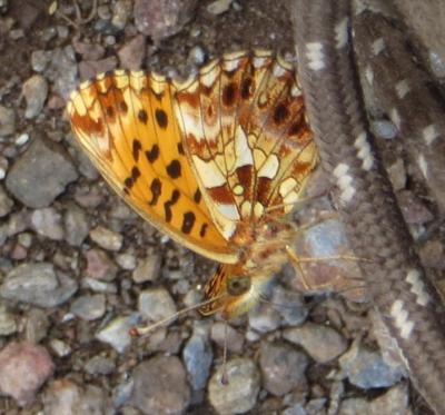 Petite Violette (La), Nacré violet (Le) Boloria dia (Linnaeus, 1767)