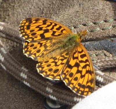 Petite Violette (La), Nacré violet (Le) Boloria dia (Linnaeus, 1767)