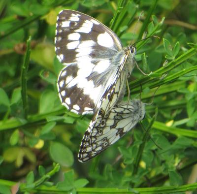 Demi-Deuil (Le), Échiquier (L'), Échiquier commun  Melanargia galathea (Linnaeus, 1758)