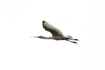 Spatule blanche Platalea leucorodia Linnaeus, 1758