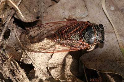 Cigale rouge (la) Tibicina haematodes (Scopoli, 1763)