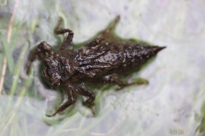Cordulégastre annelé (Le) Cordulegaster boltonii (Donovan, 1807)