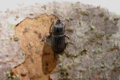 Sinodendre cylindrique Sinodendron cylindricum (Linnaeus, 1758)