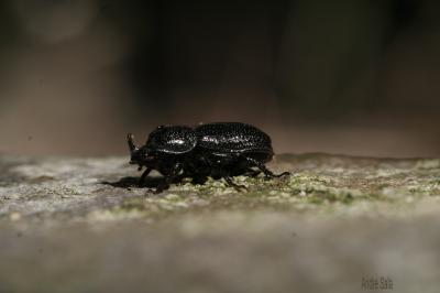 Sinodendre cylindrique Sinodendron cylindricum (Linnaeus, 1758)