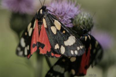 Ecaille marbrée (L'), Ecaille lustrée (L') Callimorpha dominula (Linnaeus, 1758)