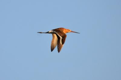 Barge à queue noire Limosa limosa (Linnaeus, 1758)