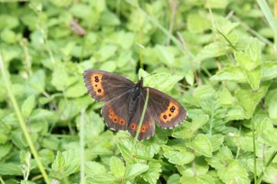 Moiré blanc-fascié (Le), Grand nègre hongrois (Le) Erebia ligea (Linnaeus, 1758)