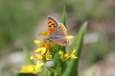 Cuivré commun (Le), Argus bronzé (L'), Bronzé (Le) Lycaena phlaeas (Linnaeus, 1760)