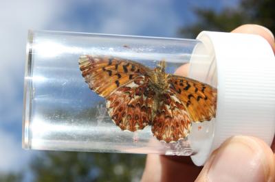 Nacré porphyrin (Le), Alezan (L'), Jason (Le), Gra Boloria titania (Esper, 1793)