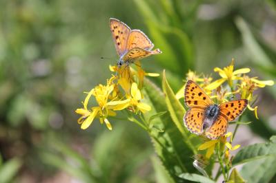 Cuivré mauvin (Le), Cuivré flamboyant (Le), Argus  Lycaena alciphron (Rottemburg, 1775)