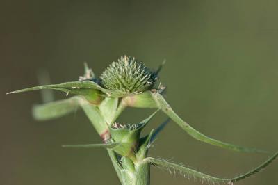 Crypside piquant, Crypsis en forme d'aiguillon Crypsis aculeata (L.) Aiton, 1789