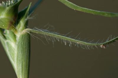 Crypside piquant, Crypsis en forme d'aiguillon Crypsis aculeata (L.) Aiton, 1789