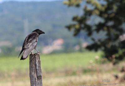 Corneille noire Corvus corone Linnaeus, 1758