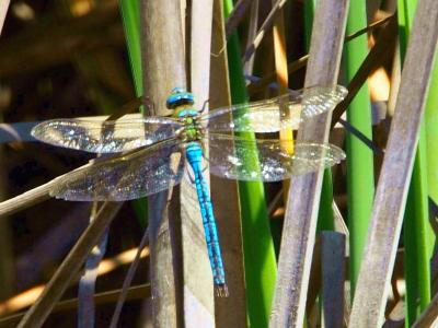 Anax empereur (L') Anax imperator Leach, 1815