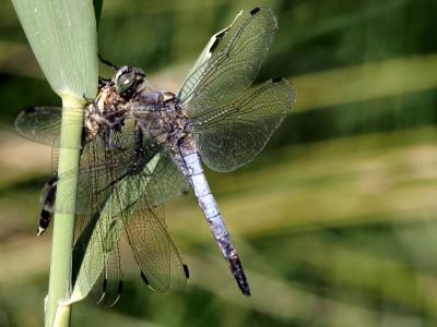 Orthétrum réticulé (L') Orthetrum cancellatum (Linnaeus, 1758)
