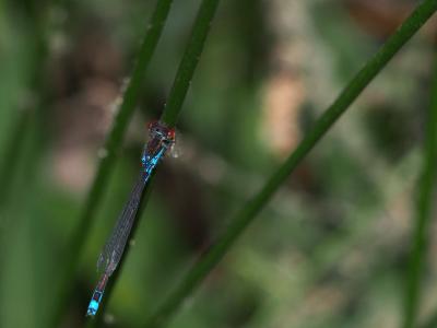 Naïade au corps vert (La) Erythromma viridulum (Charpentier, 1840)