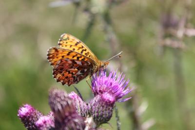Nacré porphyrin (Le), Alezan (L'), Jason (Le), Gra Boloria titania (Esper, 1793)