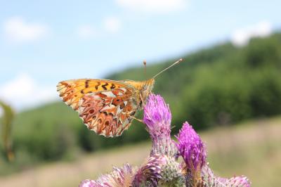 Nacré porphyrin (Le), Alezan (L'), Jason (Le), Gra Boloria titania (Esper, 1793)