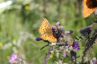 Nacré porphyrin (Le), Alezan (L'), Jason (Le), Gra Boloria titania (Esper, 1793)