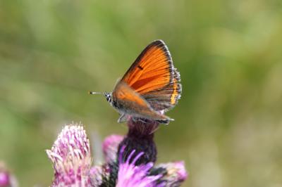 Cuivré écarlate (Le) Lycaena hippothoe (Linnaeus, 1760)