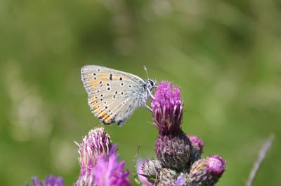 Cuivré écarlate (Le) Lycaena hippothoe (Linnaeus, 1760)