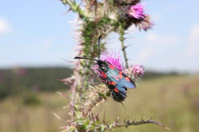 Zygène des bois (La), Zygène du Trèfle-de-montagne Zygaena lonicerae (Scheven, 1777)