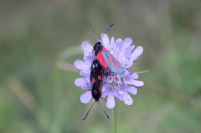 Zygène des bois (La), Zygène du Trèfle-de-montagne Zygaena lonicerae (Scheven, 1777)
