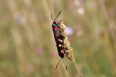 Zygène de l’Hippocrépide (La) Zygaena transalpina hippocrepidis (Hübner, 1799)