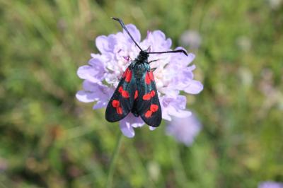 Zygène de l’Hippocrépide (La) Zygaena transalpina hippocrepidis (Hübner, 1799)