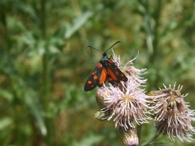 Zygène de la Coronille variée (La), Zygène de la C Zygaena ephialtes (Linnaeus, 1767)
