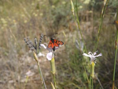  Zygaena hilaris Ochsenheimer, 1808