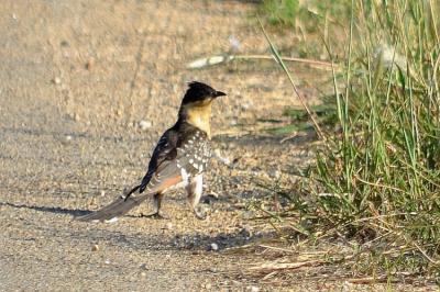 Coucou geai Clamator glandarius (Linnaeus, 1758)