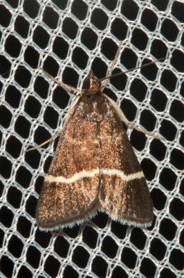  Pyrausta cingulata (Linnaeus, 1758)