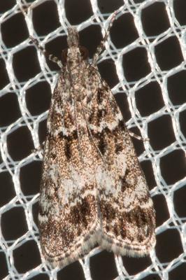  Eudonia mercurella (Linnaeus, 1758)