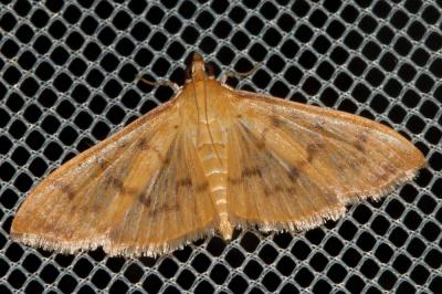  Pleuroptya balteata (Fabricius, 1798)