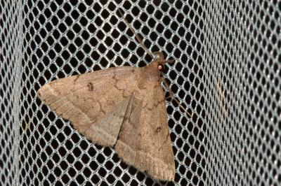 Herminie brune (L') Zanclognatha zelleralis (Wocke, 1850)