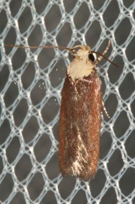  Depressaria depressana (Fabricius, 1775)